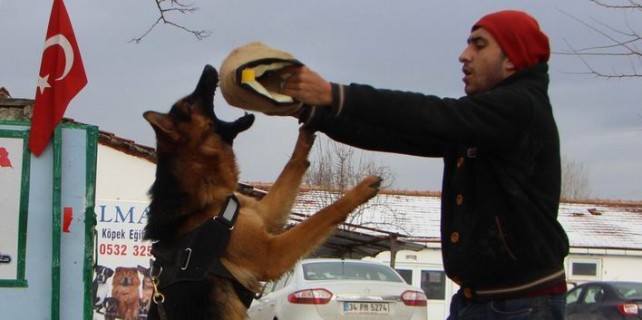 Herkes onların sahibi olmak istiyor