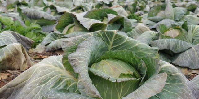 Bursa'da yetişiyor pazarda büyük vurgun yapılıyor