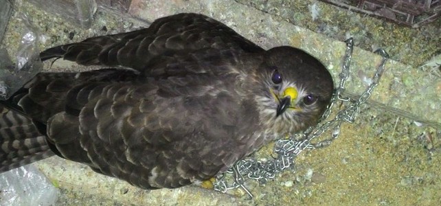 Vicdansızlığın böylesi! Şahin'e pranga vurdular.