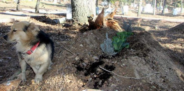 Böyle bir vefa görülmedi