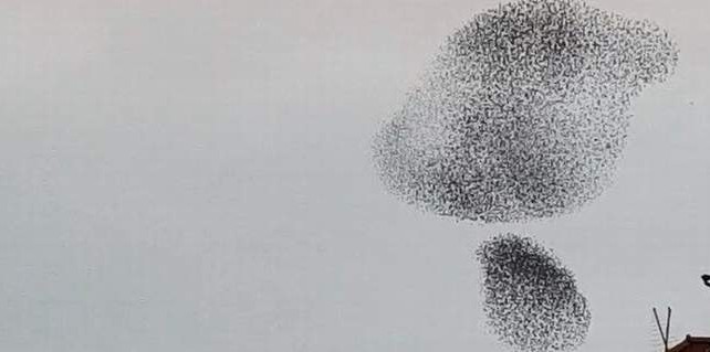 Muhteşem görüntü oluşturdular...