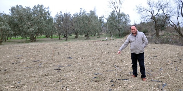 Bu tarlalara köstebek değil hırsız dadandı