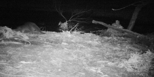 Bursa'nın su samurları izleniyor