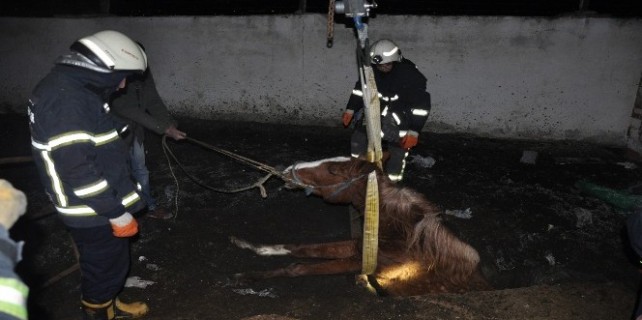 Fosseptik çukuruna düşen yarış atı için seferberlik