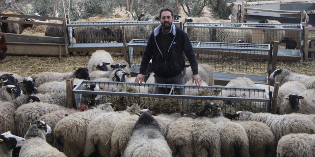 Bu koyunlar kuzu fabrikası