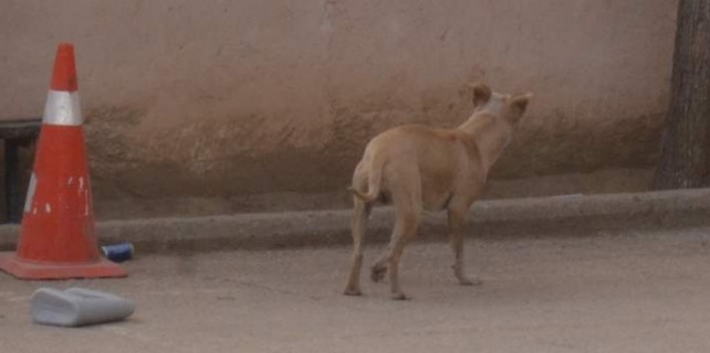 Çocukları rehin alan o köpek için karar verildi...