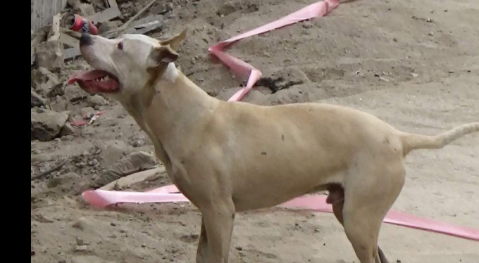 Bursa'da o Pitbull için karar verildi