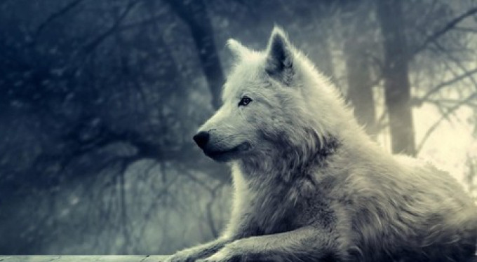 Bursa'da kurt faciası