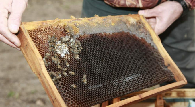 Bursa'da şok eden arı ölümleri