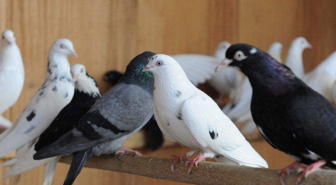 Bursa'da kuş gribi paniği