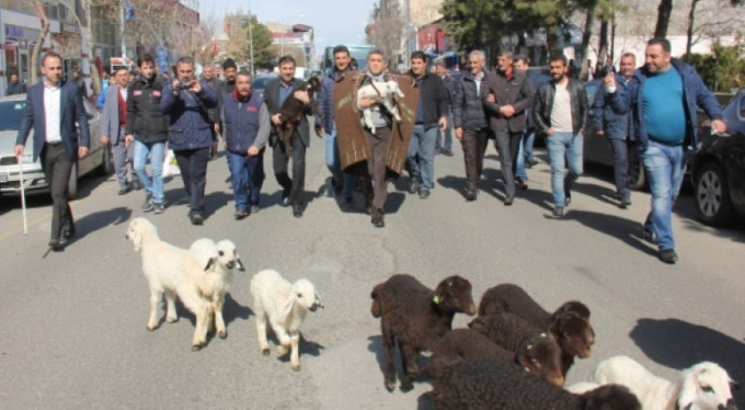 Ünlü türkücü çoban oldu şehirde koyun gezdirdi