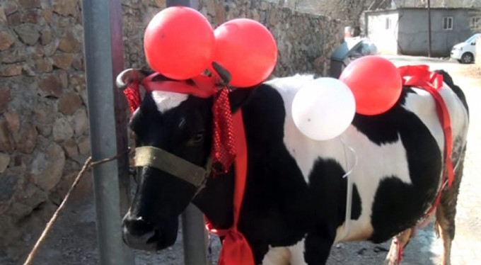 Başbakan'dan istediği ineği aldı!..