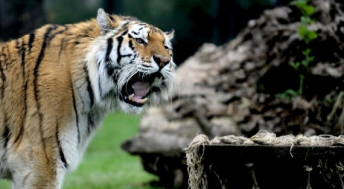 Bursa bu kaplanları konuşuyor