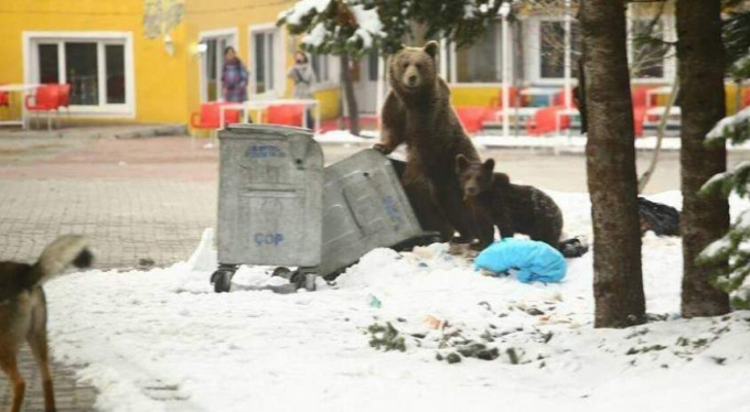 Bursa'da aç kalan ayılar bakın nereye dadandı