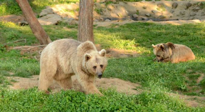 O ayılar hala hayatta! Bursa'da bakın nasıl yaşıyorlar