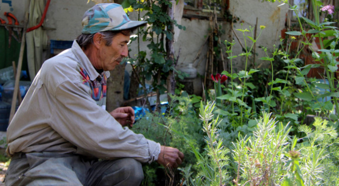 O şifalı otlardan yalnızca Bursa'da var