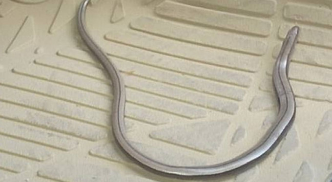 Otomobilinin içinden bakın ne çıktı!