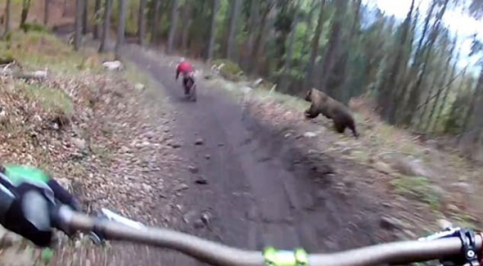 Bisikletle giderken ayı saldırdı!