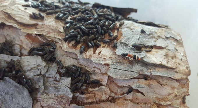 Bursa'nın ormanları için mücadele devam ediyor