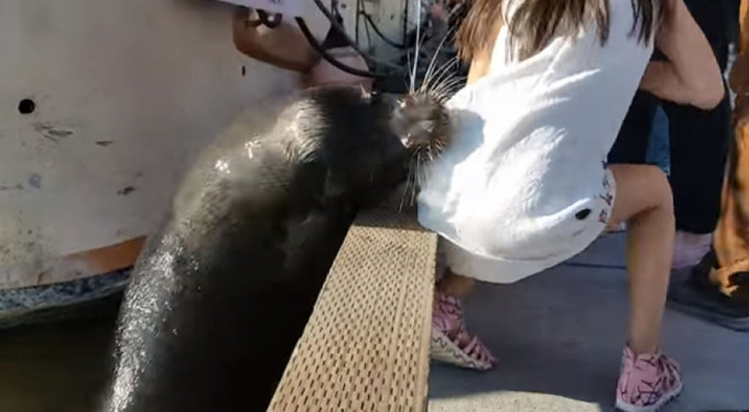 Deniz aslanı küçük kıza saldırdı