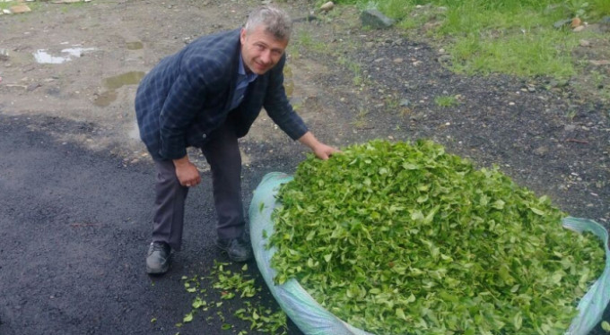 Bursa'da çiftçiye kötü haber