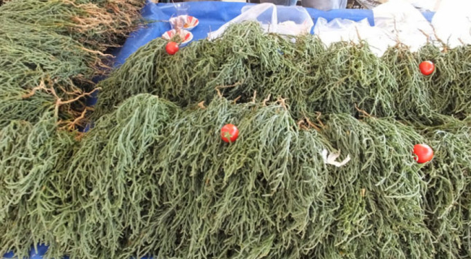 İşte şifa kaynağı bitkiler