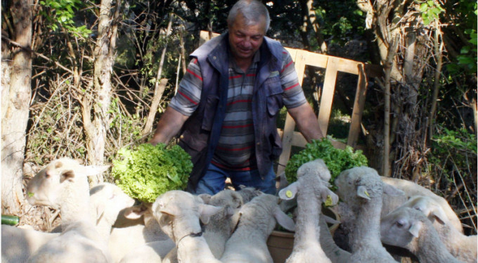 Pazarda el yakıyor, Bursalı çiftçi koyunlarına yediriyor