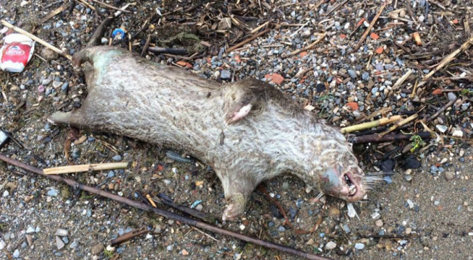 Bursa'daki balık ölümlerine su samuru da eklendi