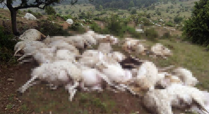 Yıldırım düştü; 2 sürü telef oldu