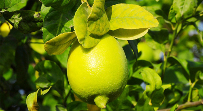 İşte limon yağının cilde faydaları