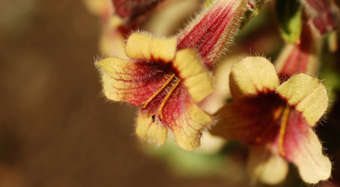 İşte kansere iyi gelen bitki