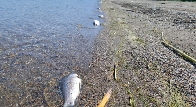 İznik Gölü'nde büyük şok!