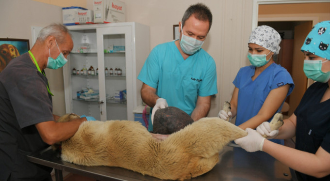 Bursa'da köpeğe tümör ameliyatı