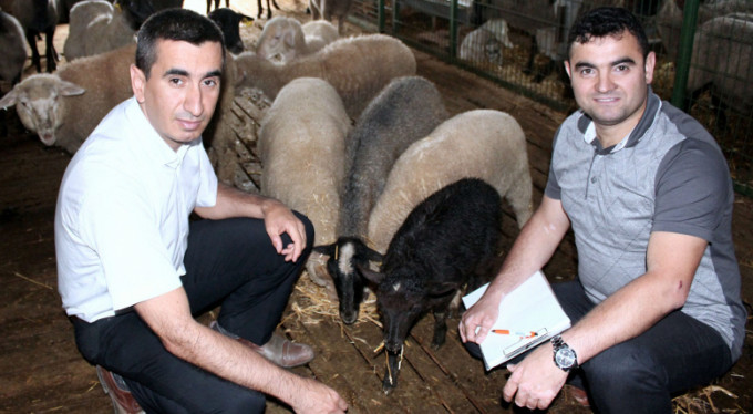 Bursa'ya ithal kırmızı et