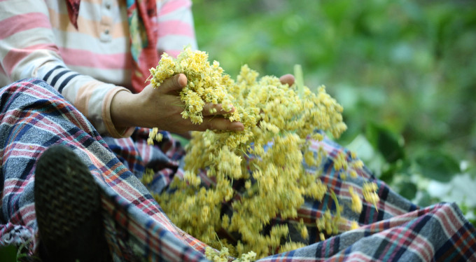 Bursa'da bulunan dünyanın en büyük...