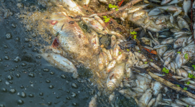 Bursa'da korkutan ölümler! Binlerce balık...