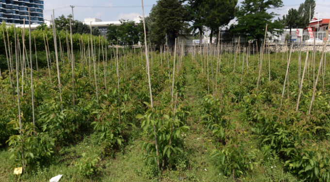 Bursa'da köylülere müjde! Tam 30 bin...