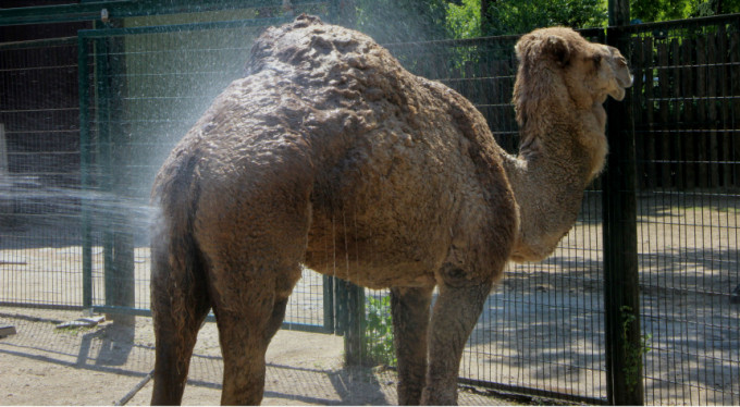 Bursa sıcaktan kavruluyor!