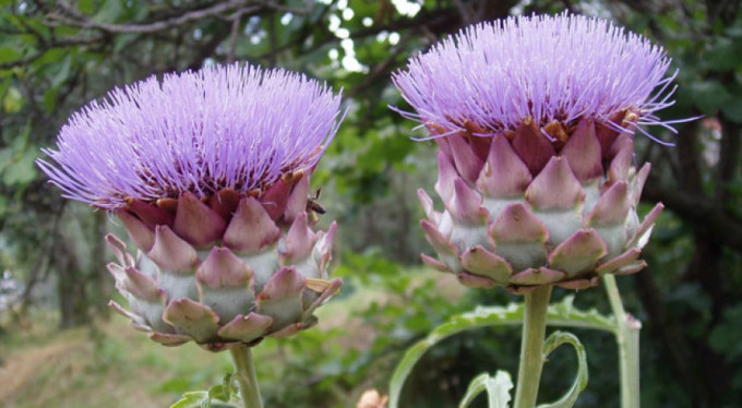 İşte karaciğere faydalı bitkiler