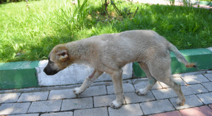 Bursa'da köpeğin kulağını kestiler!