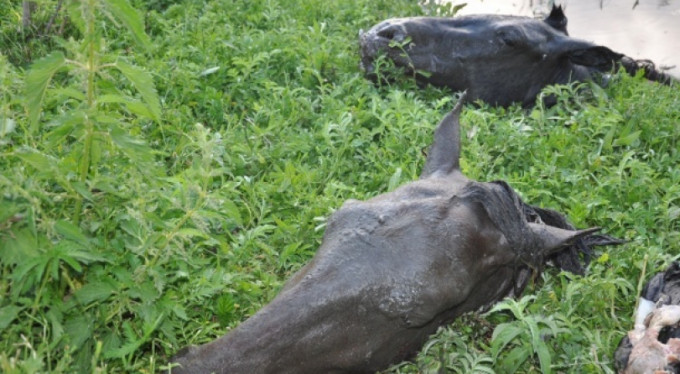 Mahalleyi ayağa kaldıran görüntü