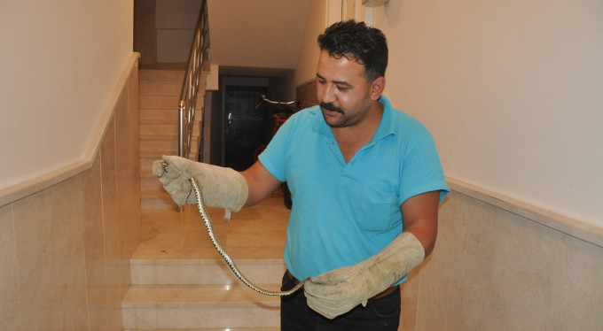 Bursa'da yılan alarmı