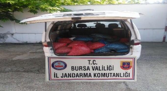 Bursa'da midye operasyonu