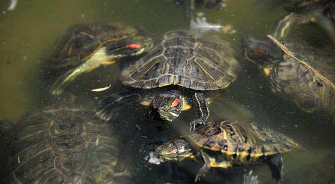 Aşırı sıcak onları da vurdu!
