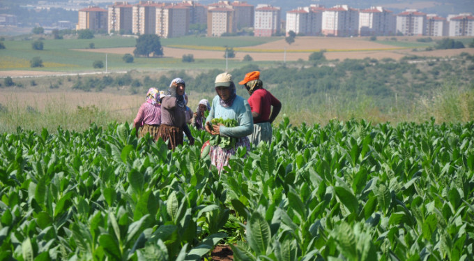 Bursalı çiftçiler tütün fiyatlarına tepkili