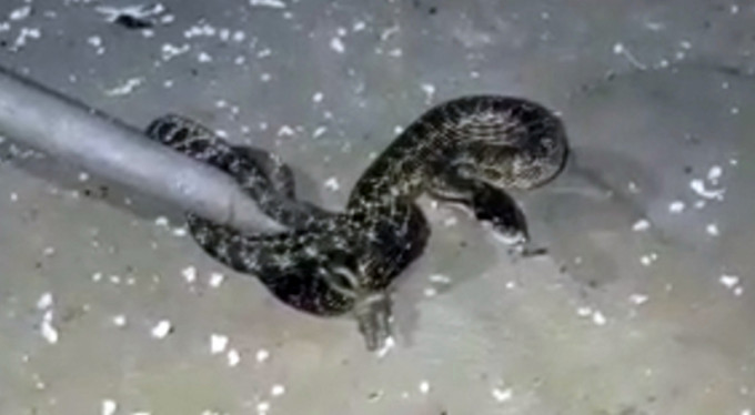 Bursa'da yılan paniği! 1.5 metre...