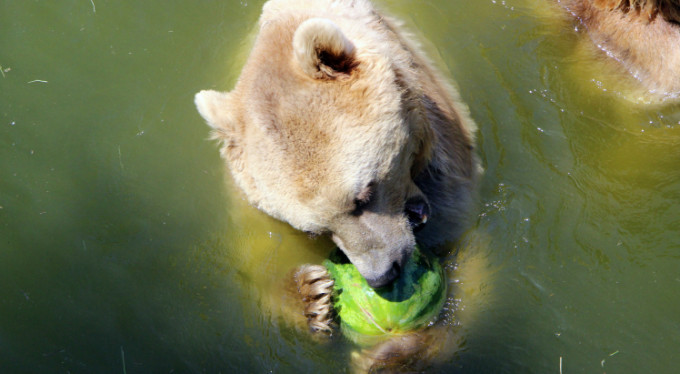 Bursa'daki sıcaklara tatlı çare
