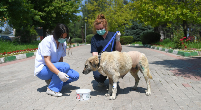 Bursa'da binlerce sokak hayvanına hizmet