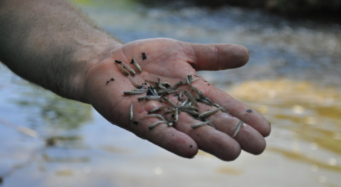Bursa'da korkutan balık ölümleri