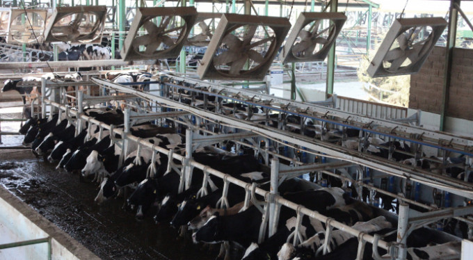 İneklere kurulan sistem insanları kıskandırıyor